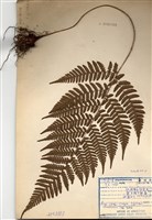 藏品(愛德氏肋毛蕨)的圖片